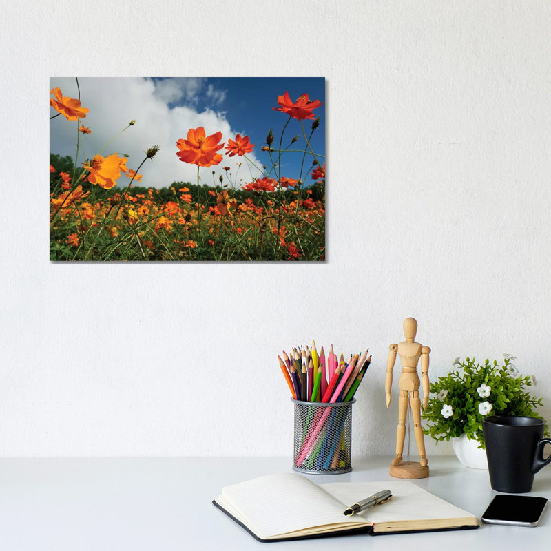 Yellow Cosmos Field In Flower, Japan by Hiroya Minakuchi - Wrapped Canvas Print, 20.32 cm H x 30.48 cm W