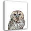 Loon Peak® Greer, art de la toile tendue par Lexie Gallery: Owl