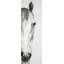 «Black & White Horse Face» sur
