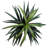 Maryellen Green Bush Tree in Pot