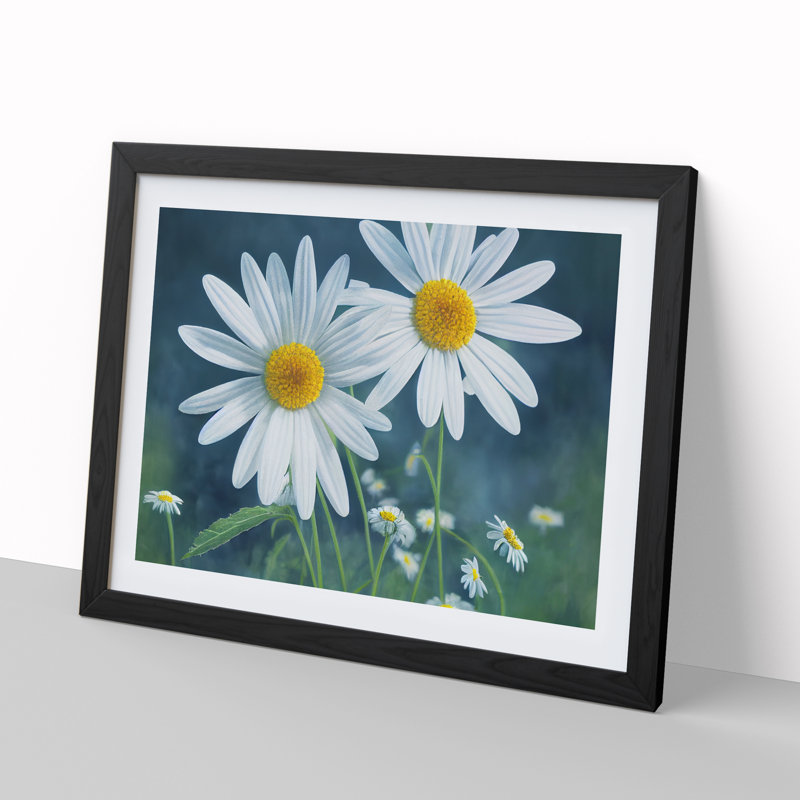 Pretty Daisy Flowers - Framed Print, Black Framed, 46cm H x 64cm W x 2cm D