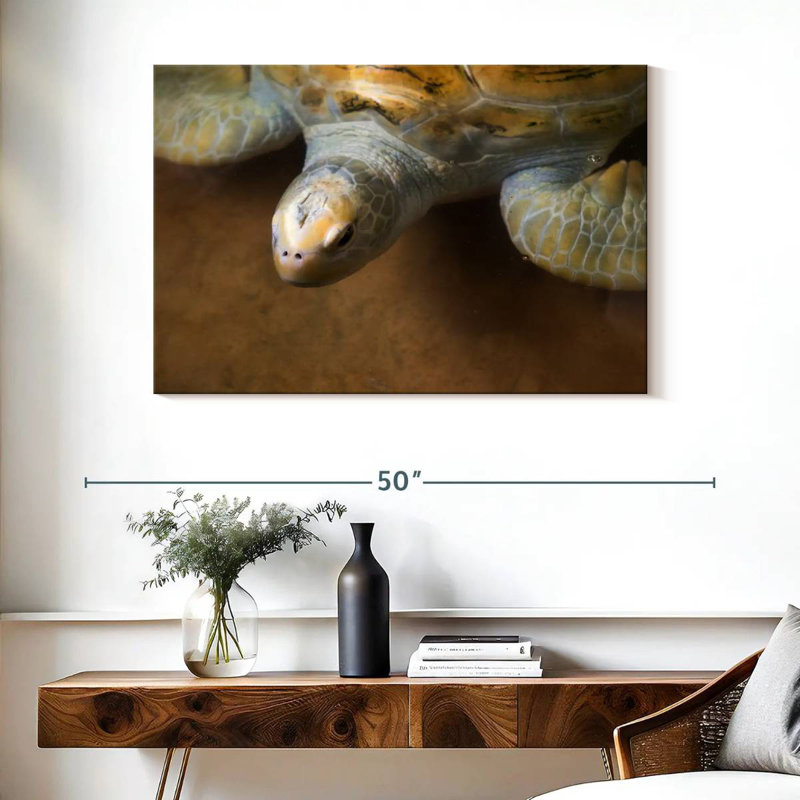 Grande tortue Brampt, H 26 po x l 39 po