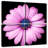 Pink Daisy-1020961885