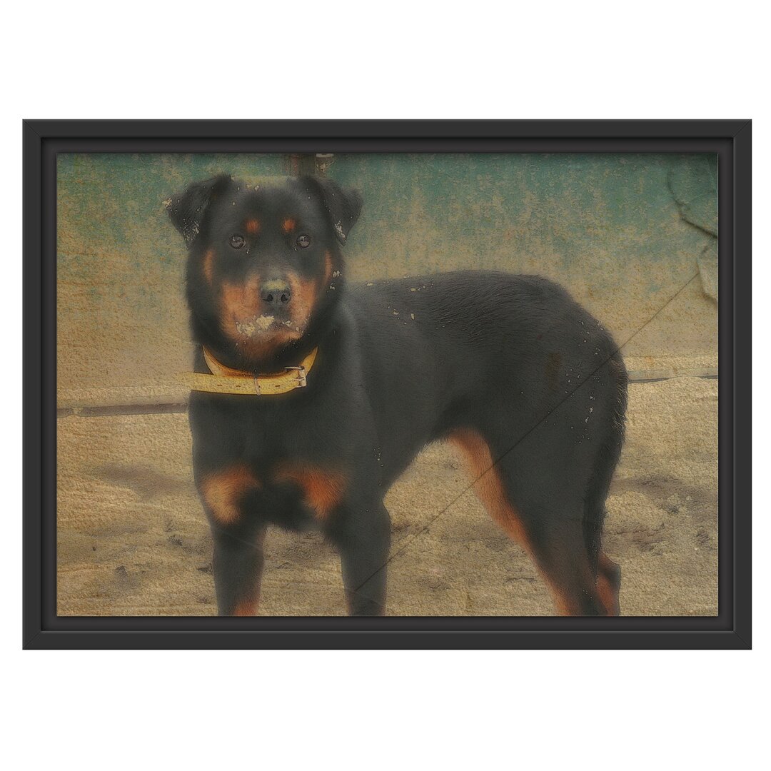 Gerahmtes Wandbild prächtiger Rottweiler