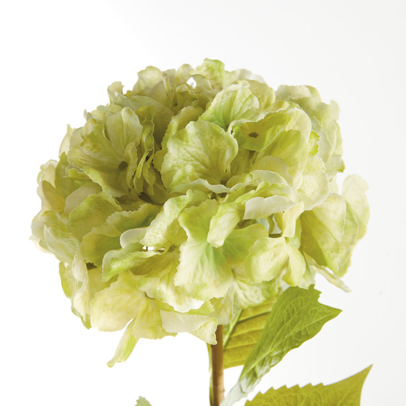 TIGES MOPHEAD HYDRANGEA 30,5 po, Vert