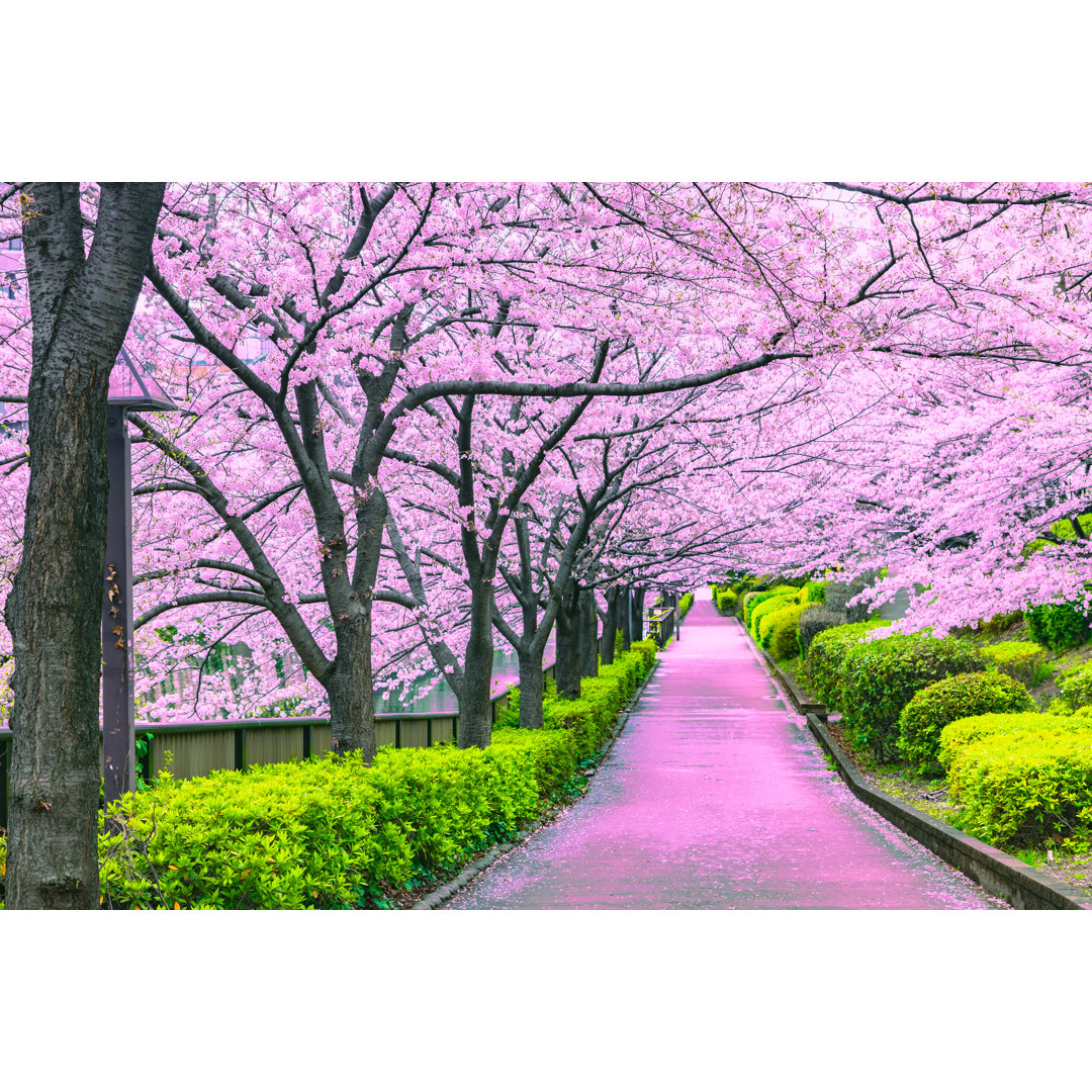 Leinwandbild Walkway unter dem Sakura-Baum, die die romantische Atmosphäre Szene in Tokio Japan Lynnley ist