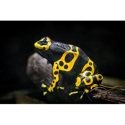 Poison Arrow Frog by Zocha_K