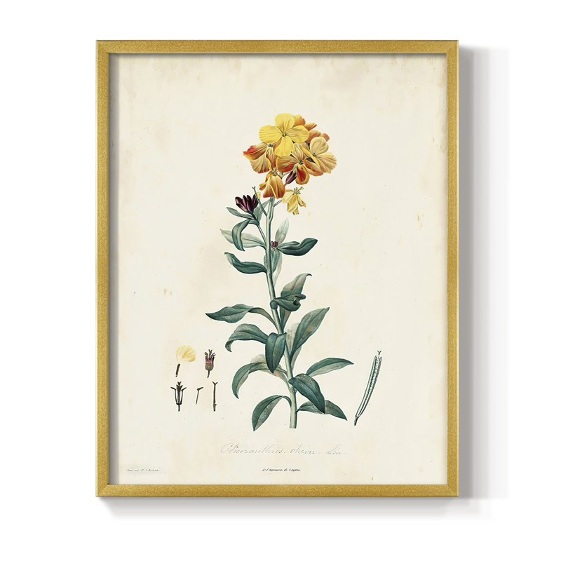 «Traditional Botanical III», reproduction encadrée - bois massif, H 20 po x l 16 po