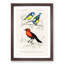 Bird Illustrations PL. 3B by Charles D' Orbigny - Single Picture Frame Painting-55457125-55457123