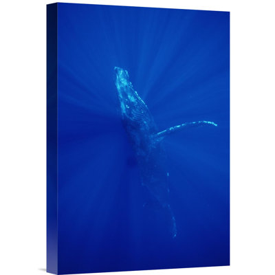 " Humpback Whale, Maui, Hawaii "