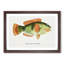 Illustration of a Wrasse Fish by F.E. Clarke - Picture Frame Painting Print-55579782-55579783