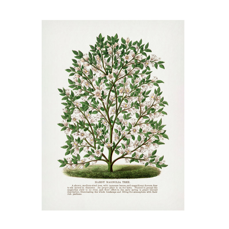 Reproduction d'art sur toile, "Magnolia", H 19 po x l 14 po