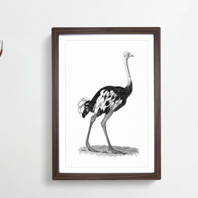 Ostrich in Black and White by George Shaw - Framed Print
