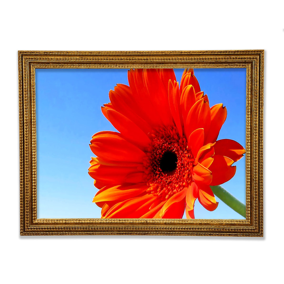 Orange Gerbera Skies Gerahmter Druck