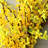 22" Wild Forsythia Wreath