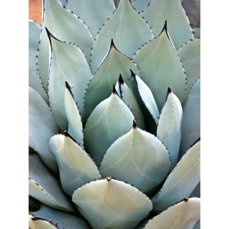 Desert Plant - Photograph Print, 91 cm H x 61 cm W, Wrapped Canvas