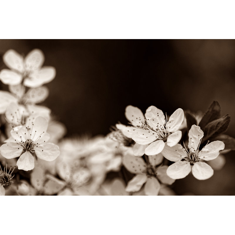 Lezlie, fleurs de la Marille dans un sépia, photographie sur toile tendue, H 12 po x l 18 po x P 1,25 po