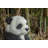 Panda Cub Sitting