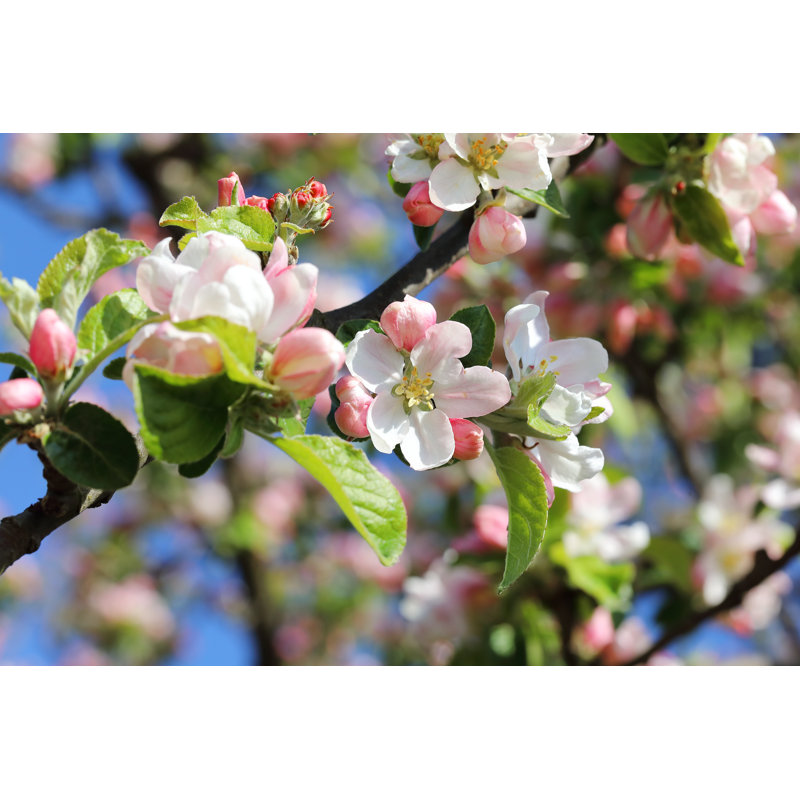 Apple Tree - Wrapped Canvas Print, 30" H x 46" W x 3.8" D