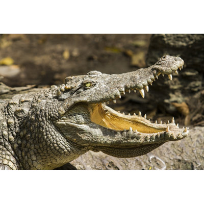 Crocodile Head by Nopparatk - No Frame Print