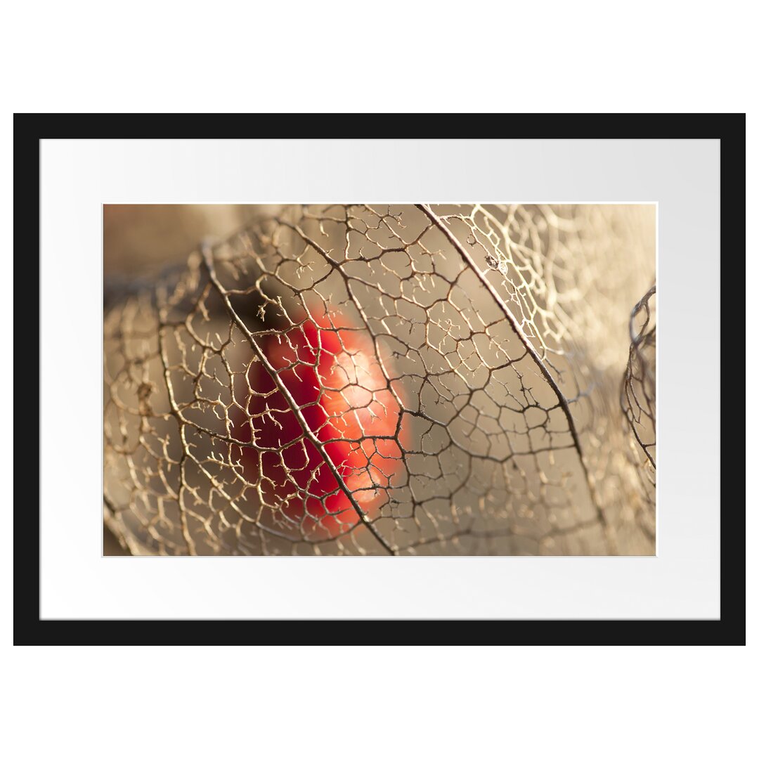 Gerahmtes Poster Red Physalis