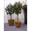 Cremont Handmade Pot Planter-16197647