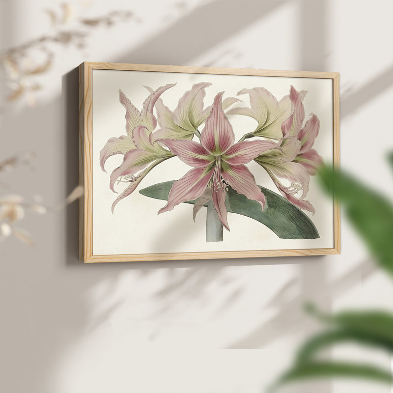 Amaryllis Varietals I -Framed Print - Restickable, 22" H x 28" W, Natural