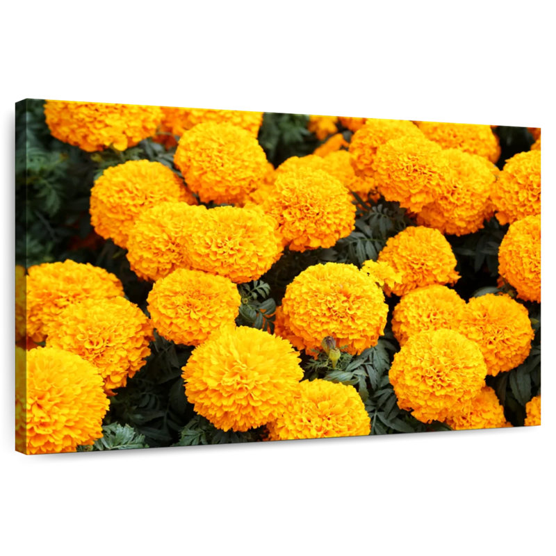 Harnek Mexican Marigold Flowers