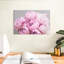 Harnek Pivoines I-107499713