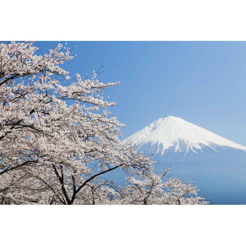Cherry Blossoms - Wrapped Canvas Print, 30cm H x 46cm W x 3.8cm D
