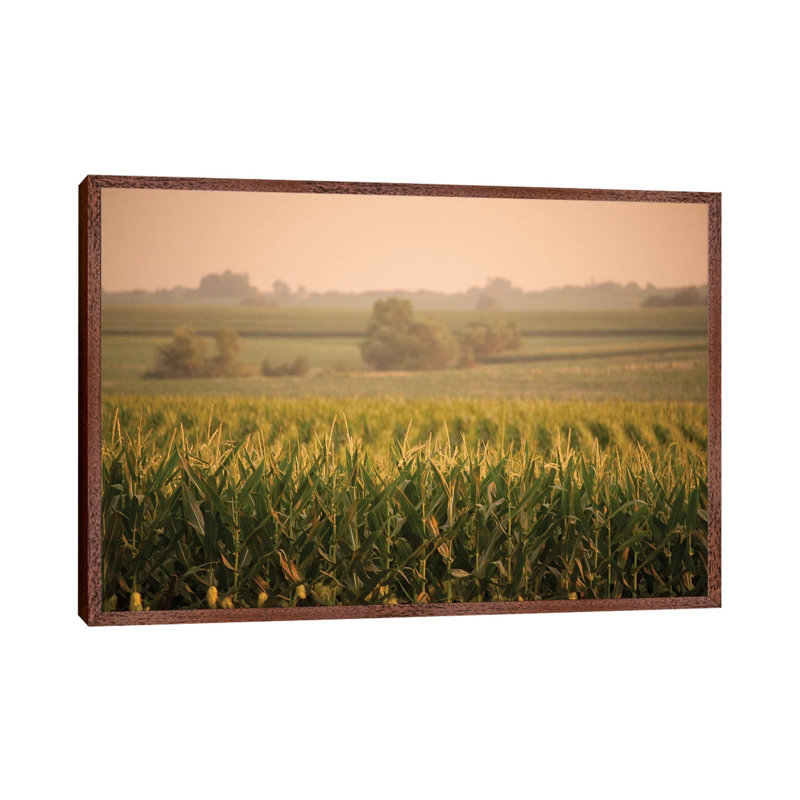 A Non-Irrigated Field Of Corn Near Bennet, Nebraska by Joel Sartore - Gallery-Wrapped Canvas Giclée on Canvas
