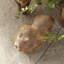 Doogal Squirrel Terracotta Garden Statue
