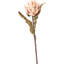 Mulberry Brown Dried Flower Bunch-119034009-119034008