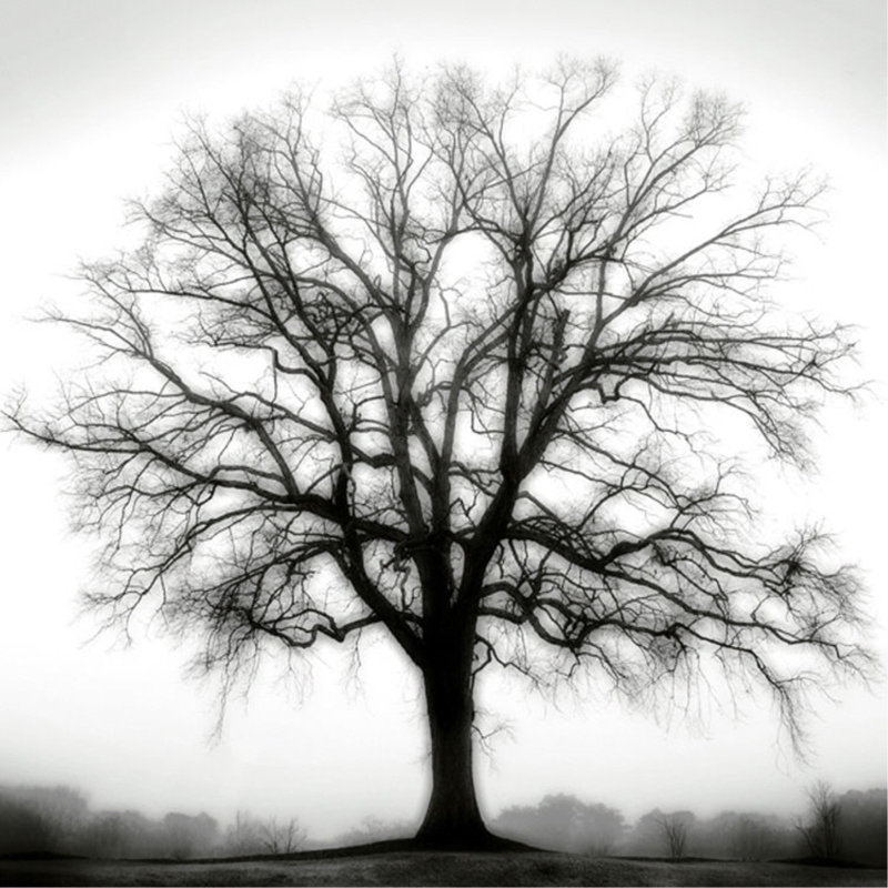 «Fountain Oak» par Cook Jamie - impression, Extérieur, H 24 po x l 24 po x P 1,5 po