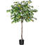 6,4 plante