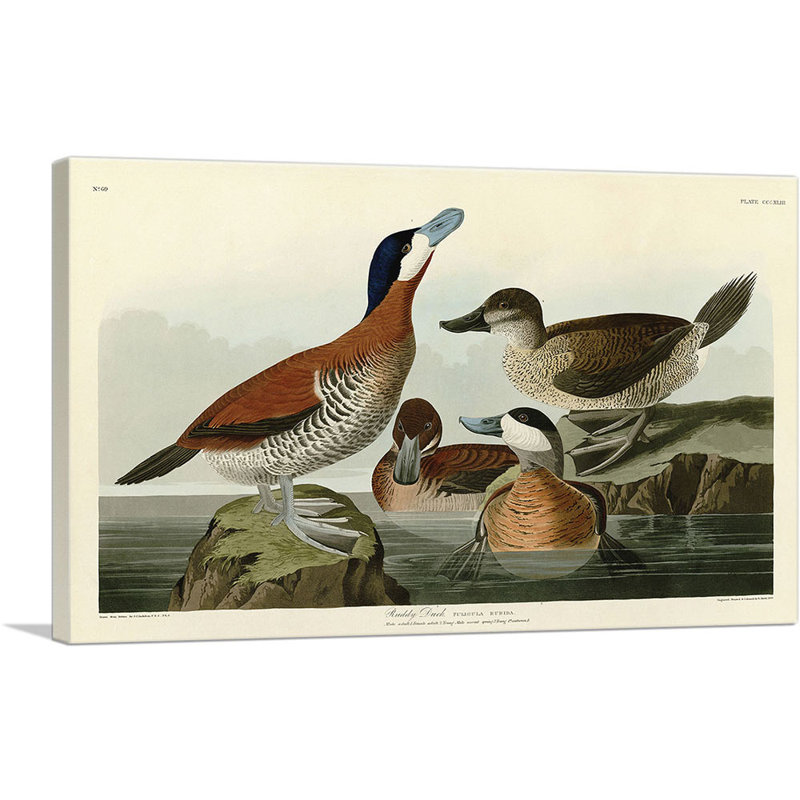 Ruddy Duck par James Audubon, reproduction d'art sur toile tendue, H 26 po x l 40 po x 1,5 po