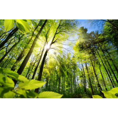 Sunlit Foliage in the Forest - Photographie sur toile tendue