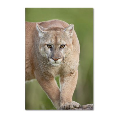 'Cougar' Graphic Art Print on Wrapped Canvas