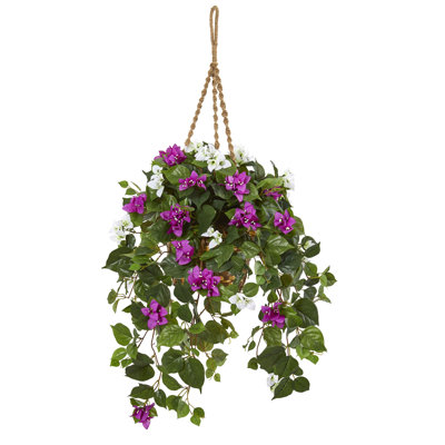 Bougainvillea Hanging Basket Arrangement in Basket