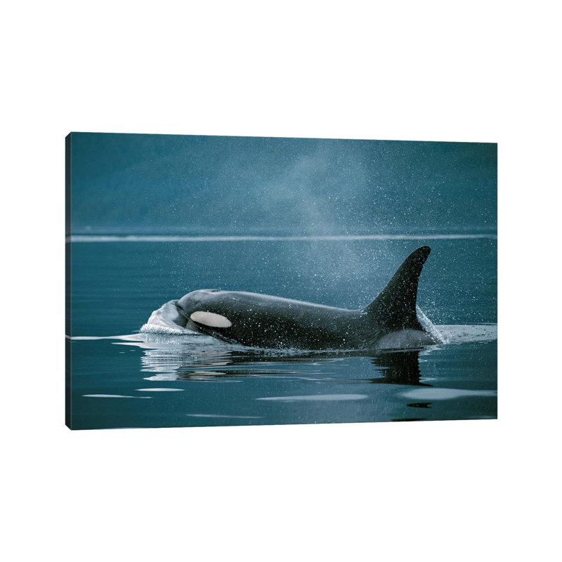 Orca, Johnstone Strait, British Colombia, Canada by Hiroya Minakuchi - Wrapped Canvas Print, 20.32 cm H x 30.48 cm W