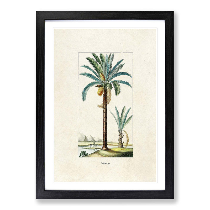 Illustration of a Date Palm Tree - Picture Frame Graphic Art Print on MDF, 36cm H x 27cm W x 2cm D, Black Framed