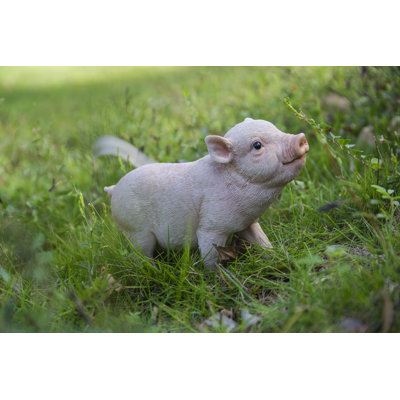 Baby Pig Standing