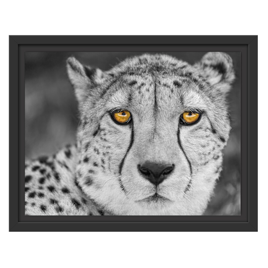 Gerahmtes Wandbild ruhender Gepard