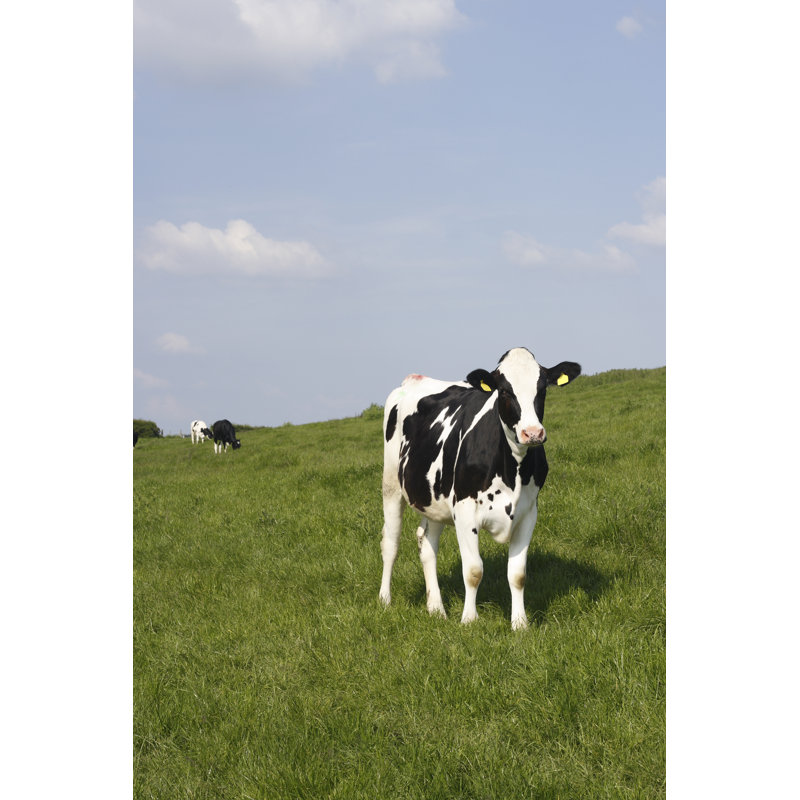 Cows in the Evening par Aquasolide - Photographie sur toile tendue, H 18 po x l 12 po