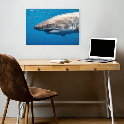Powerful Great White Shark Contemporary Fish Shark Nature Ocean Wall Art Print