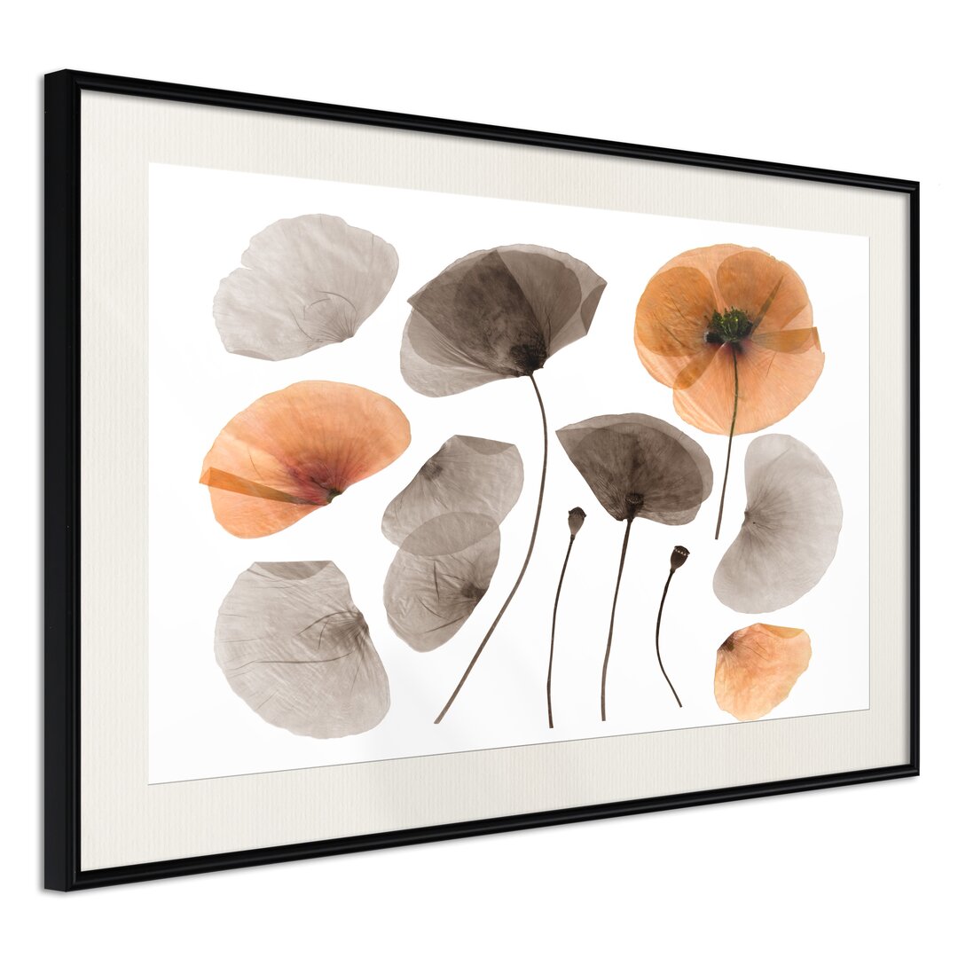 Gerahmtes Poster Dried Poppies