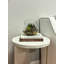 Echeveria & Marginata in Water Arrangement Planter