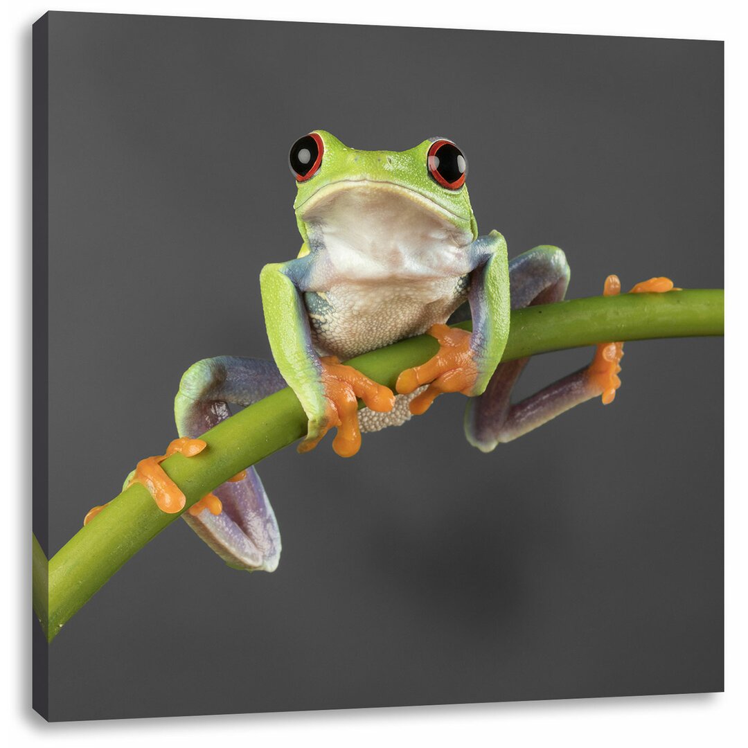 Laubfrosch auf Bambus Fotodruck