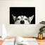 Peeking Husky sibérien-107504623