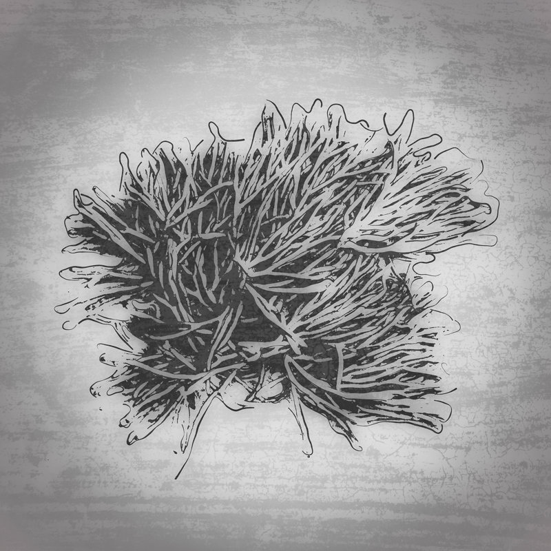" Back Light Seaweed Linear Motion " by Graffitee Studios